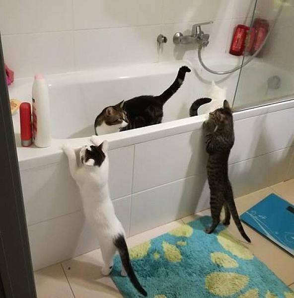 Kattenpraat