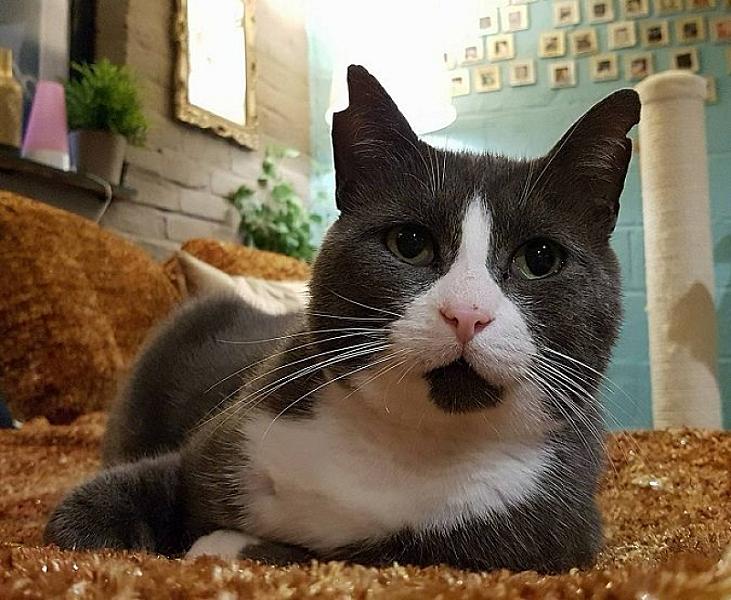 Kattenpraat