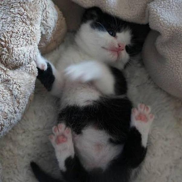 Kattenpraat