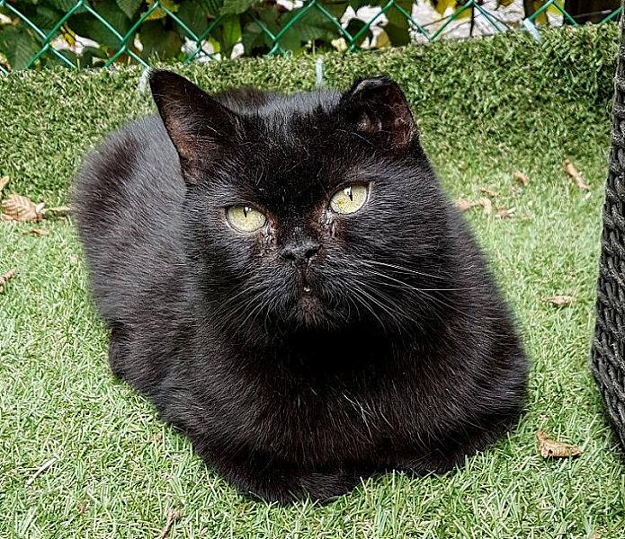 Kattenpraat