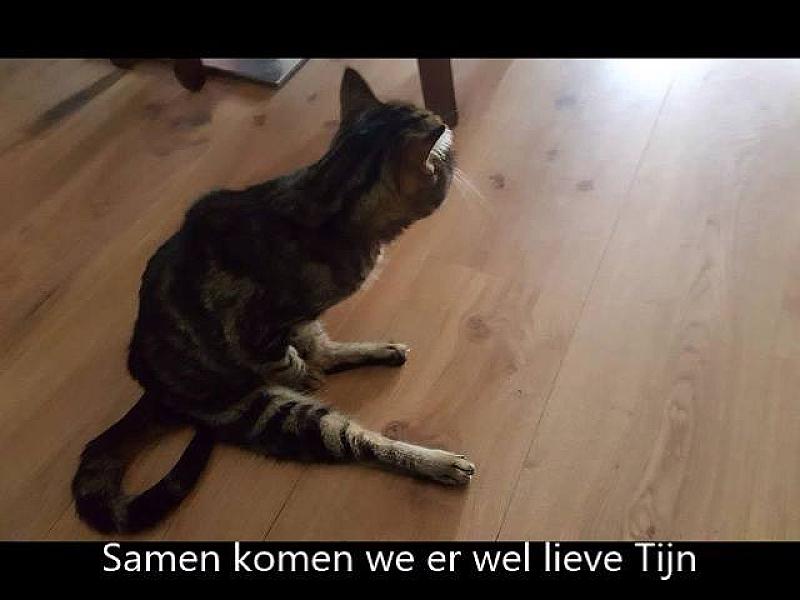 Kattenpraat