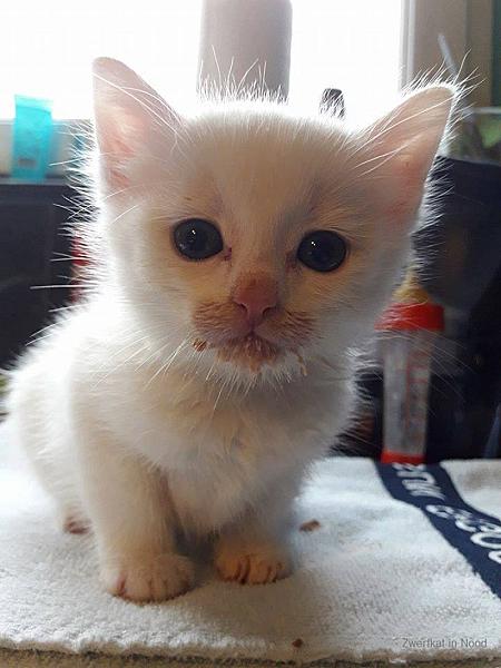 Kattenpraat