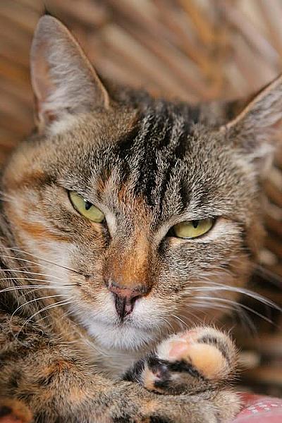Kattenpraat