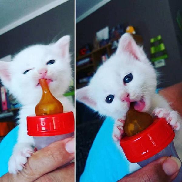 Kattenpraat