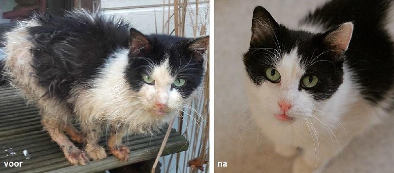 Kattenpraat