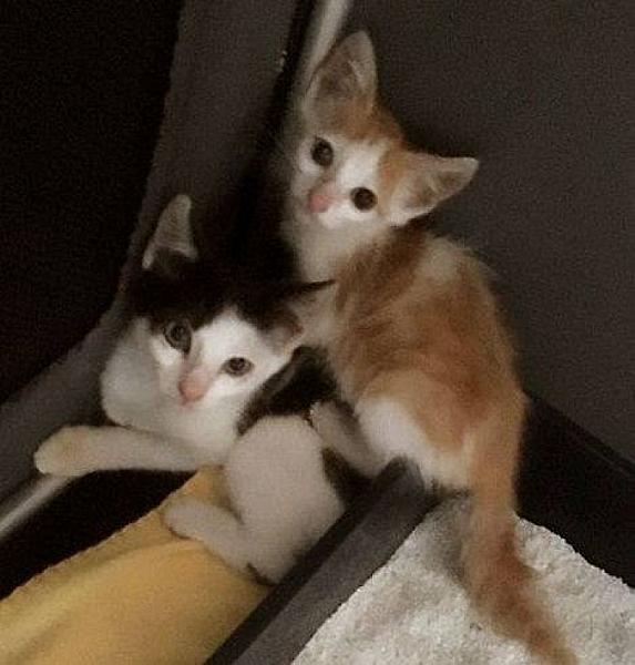 Kattenpraat