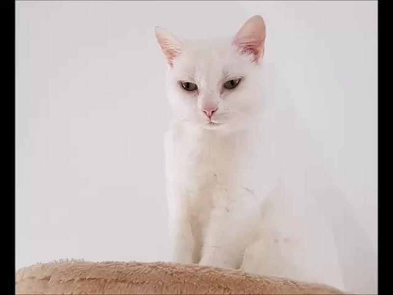 Kattenpraat