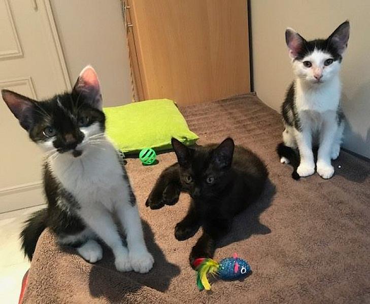 Kattenpraat