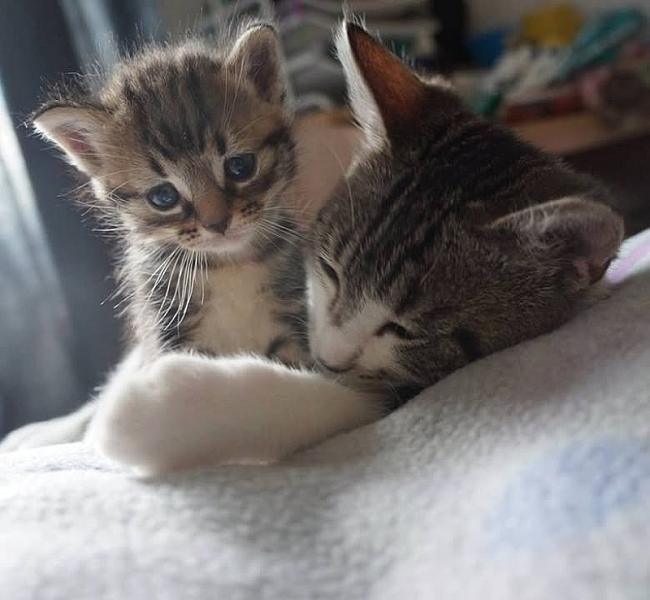 Kattenpraat