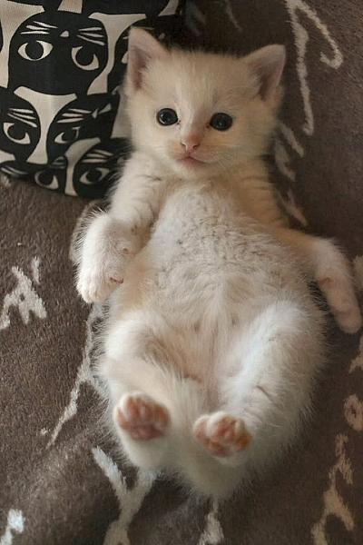 Kattenpraat