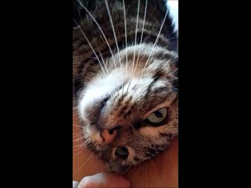 Kattenpraat