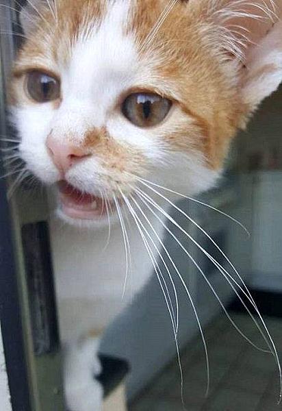 Kattenpraat