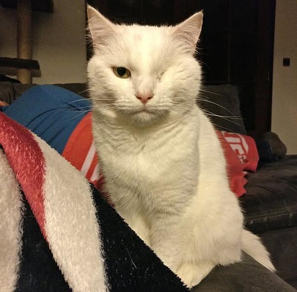 Kattenpraat