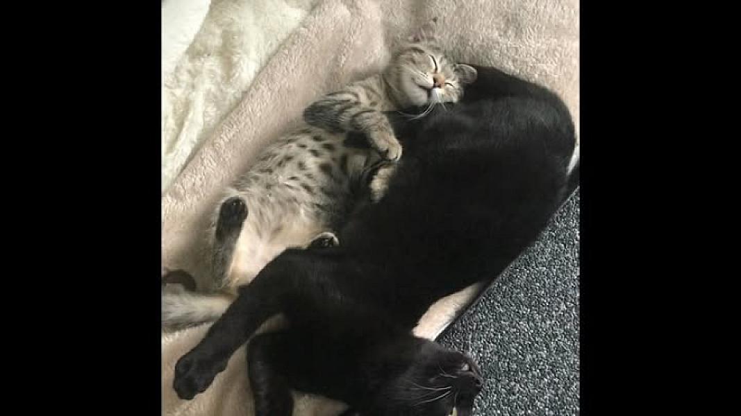 Kattenpraat