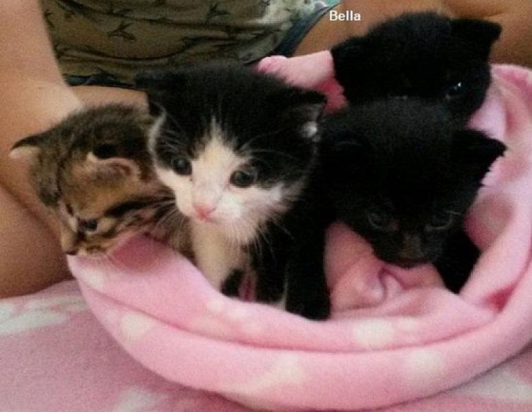 Kattenpraat
