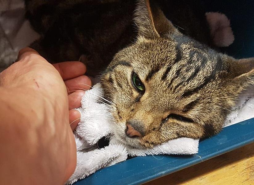 Kattenpraat