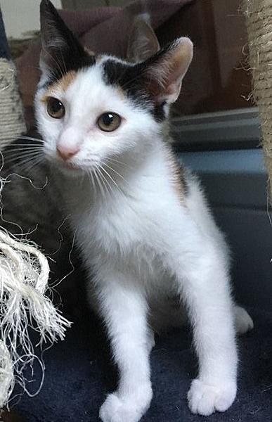Kattenpraat