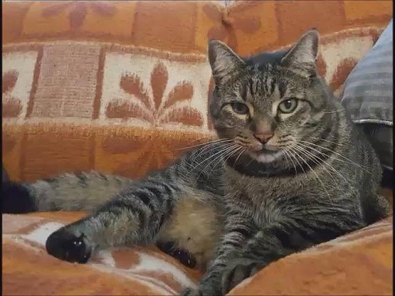 Kattenpraat