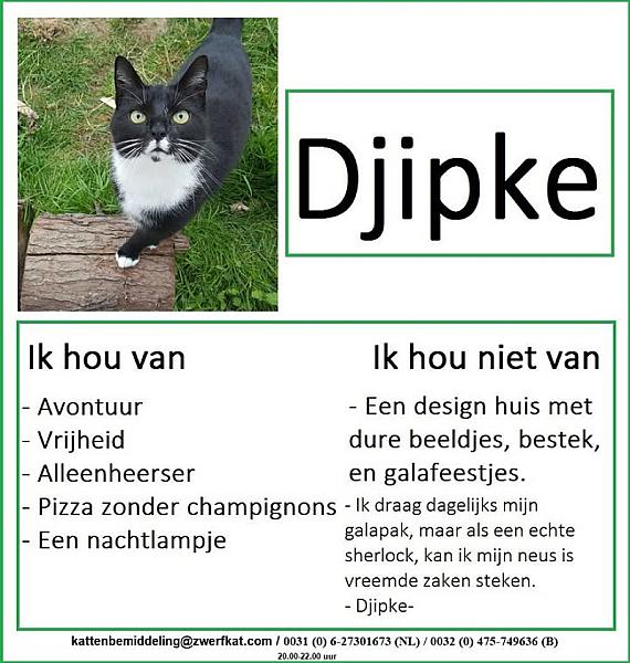 Kattenpraat