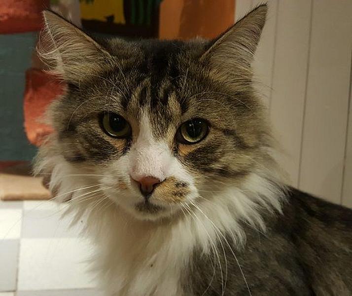 Kattenpraat