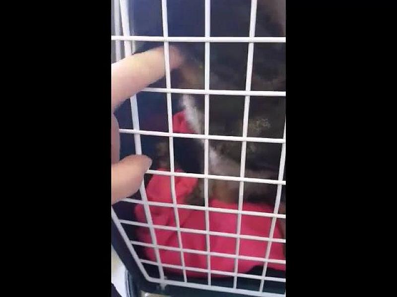 Kattenpraat