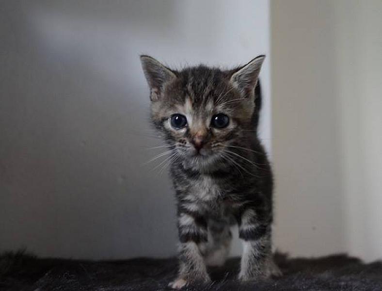 Kattenpraat