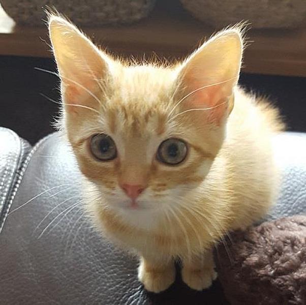 Kattenpraat