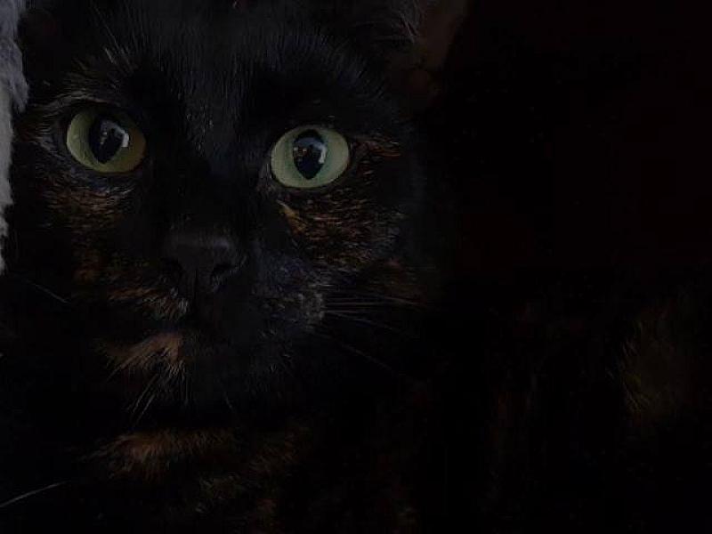 Kattenpraat