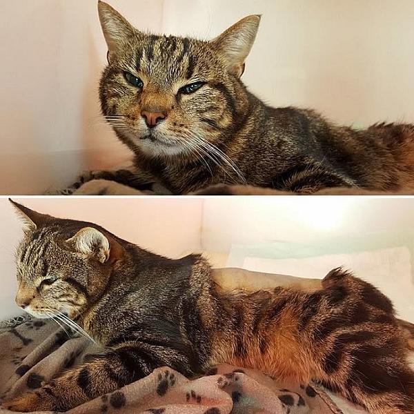 Kattenpraat