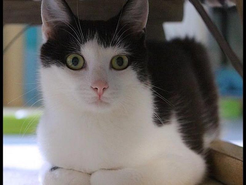 Kattenpraat