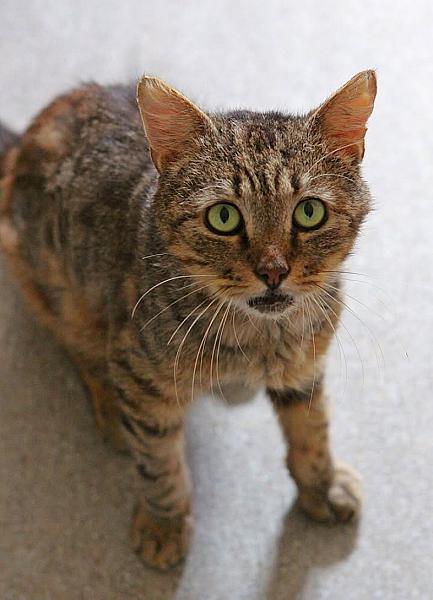 Kattenpraat