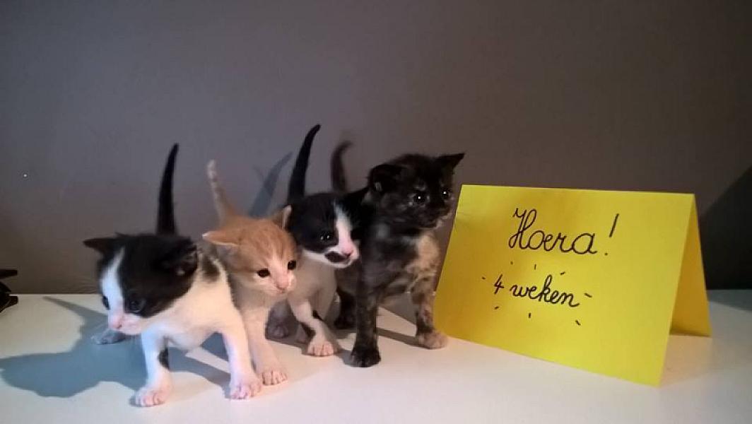 Kattenpraat