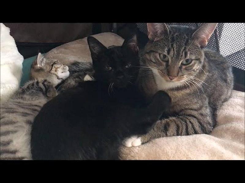 Kattenpraat