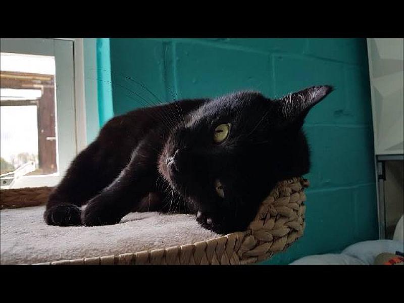 Kattenpraat