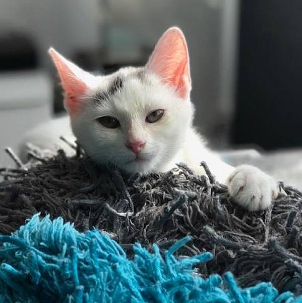 Kattenpraat