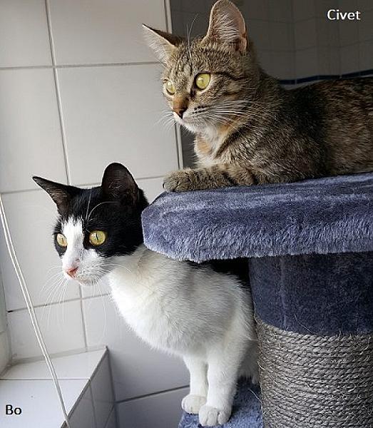 Kattenpraat