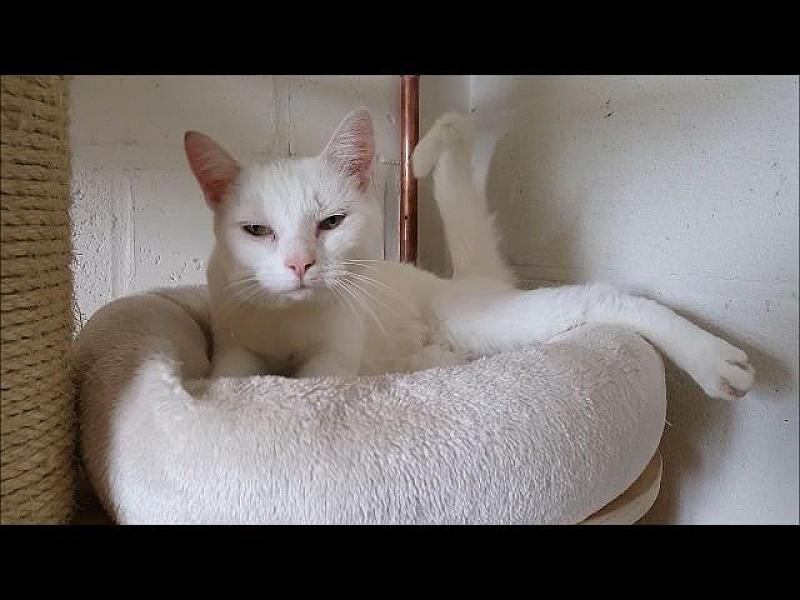 Kattenpraat