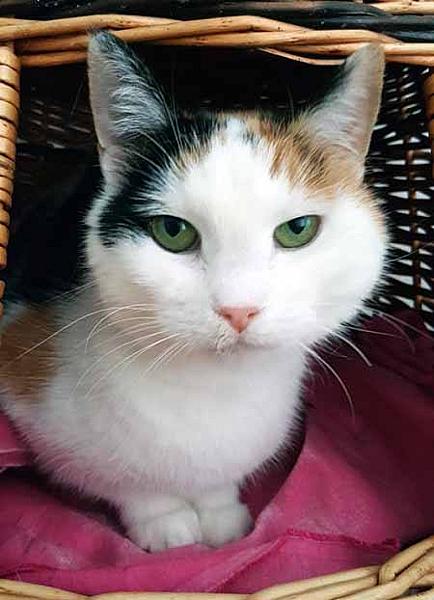 Kattenpraat