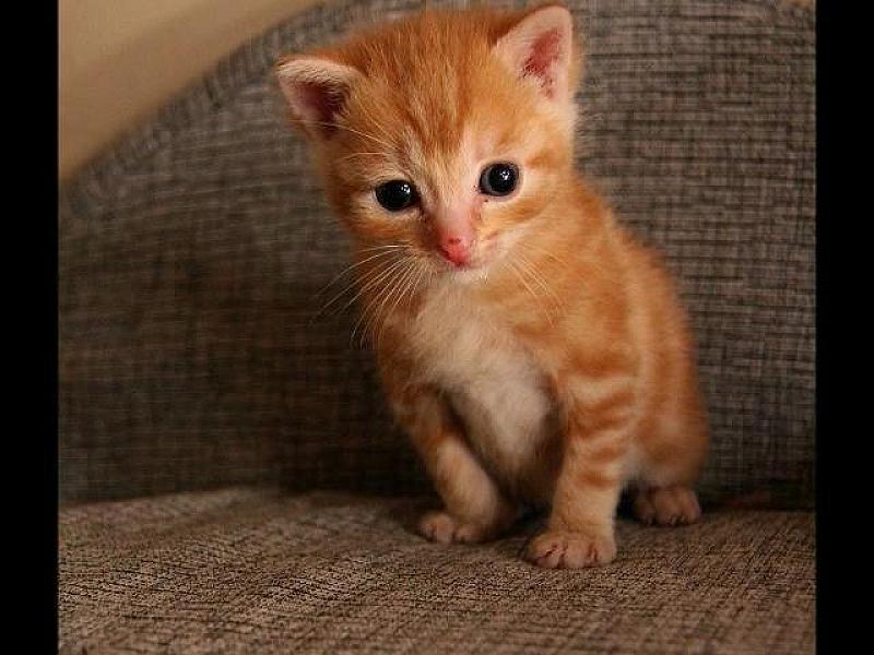 Kattenpraat