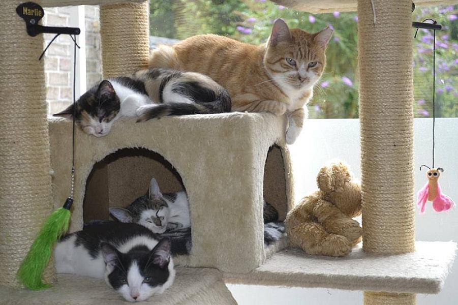 Kattenpraat