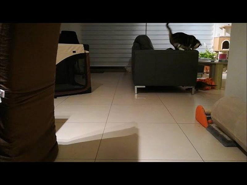 Kattenpraat