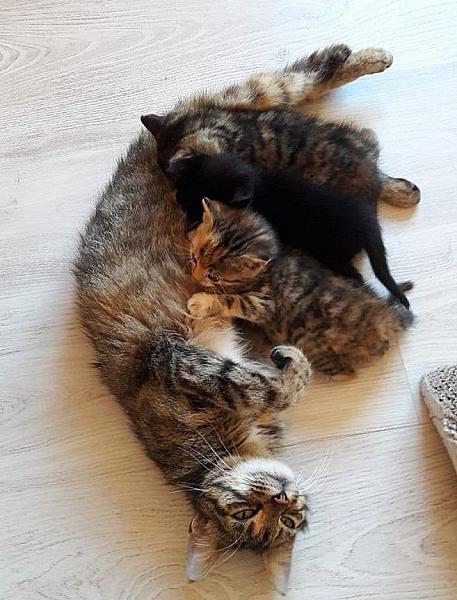 Kattenpraat