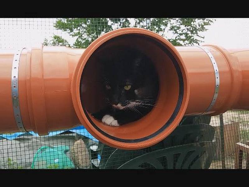 Kattenpraat