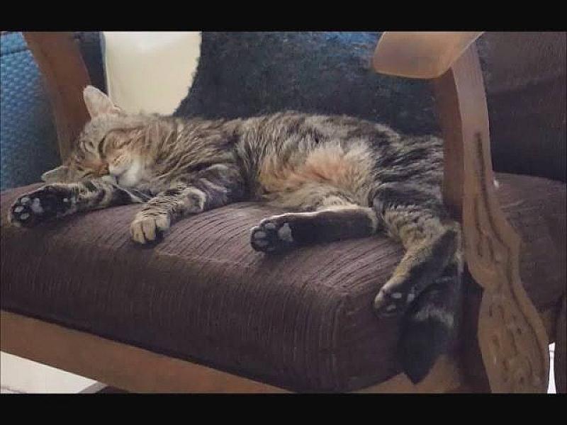Kattenpraat