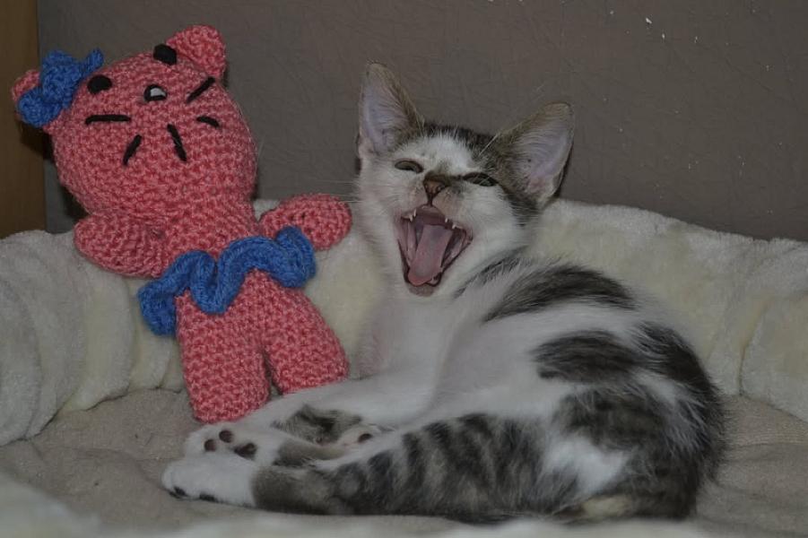 Kattenpraat