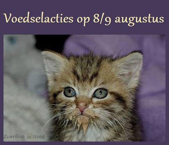 Kattenpraat
