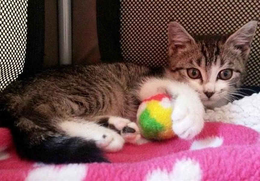 Kattenpraat
