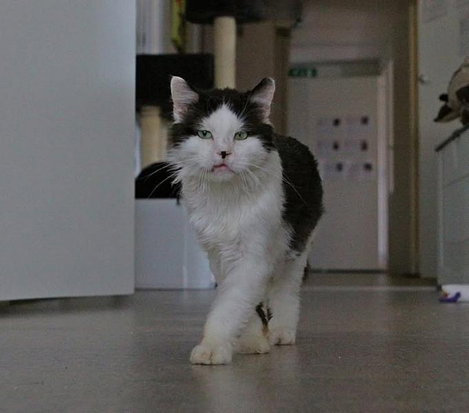 Kattenpraat