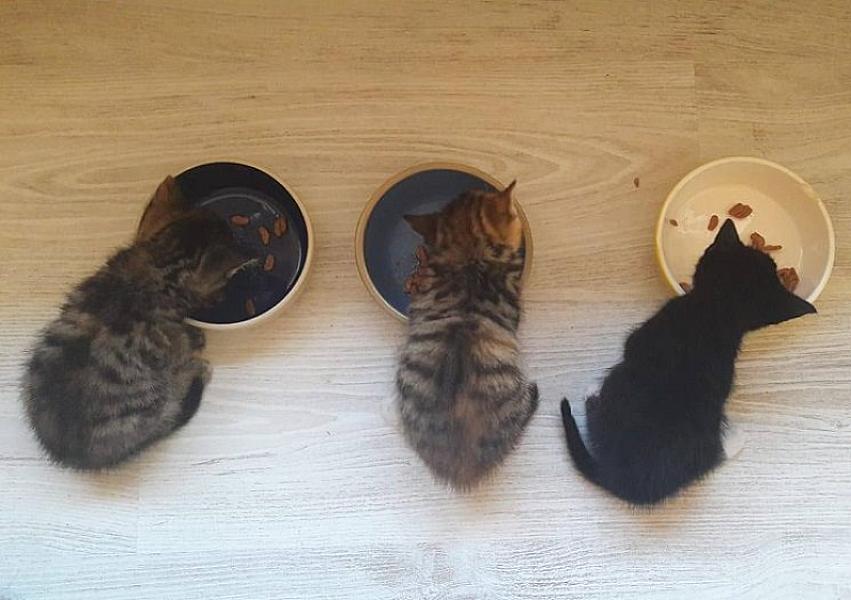 Kattenpraat