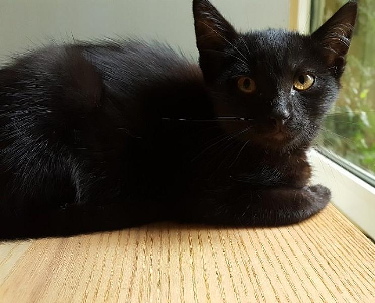 Kattenpraat